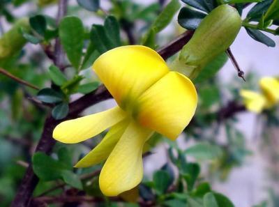 2025 Cytisine Uses and Applications in the Healthcare Sector